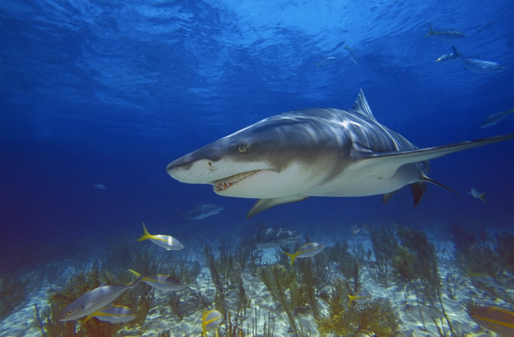Lemon Shark Canvas Art - Carson Ganci Design Pics (17 x 11)
