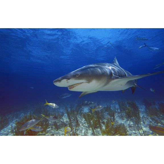 Lemon Shark Canvas Art - Carson Ganci Design Pics (34 x 22)