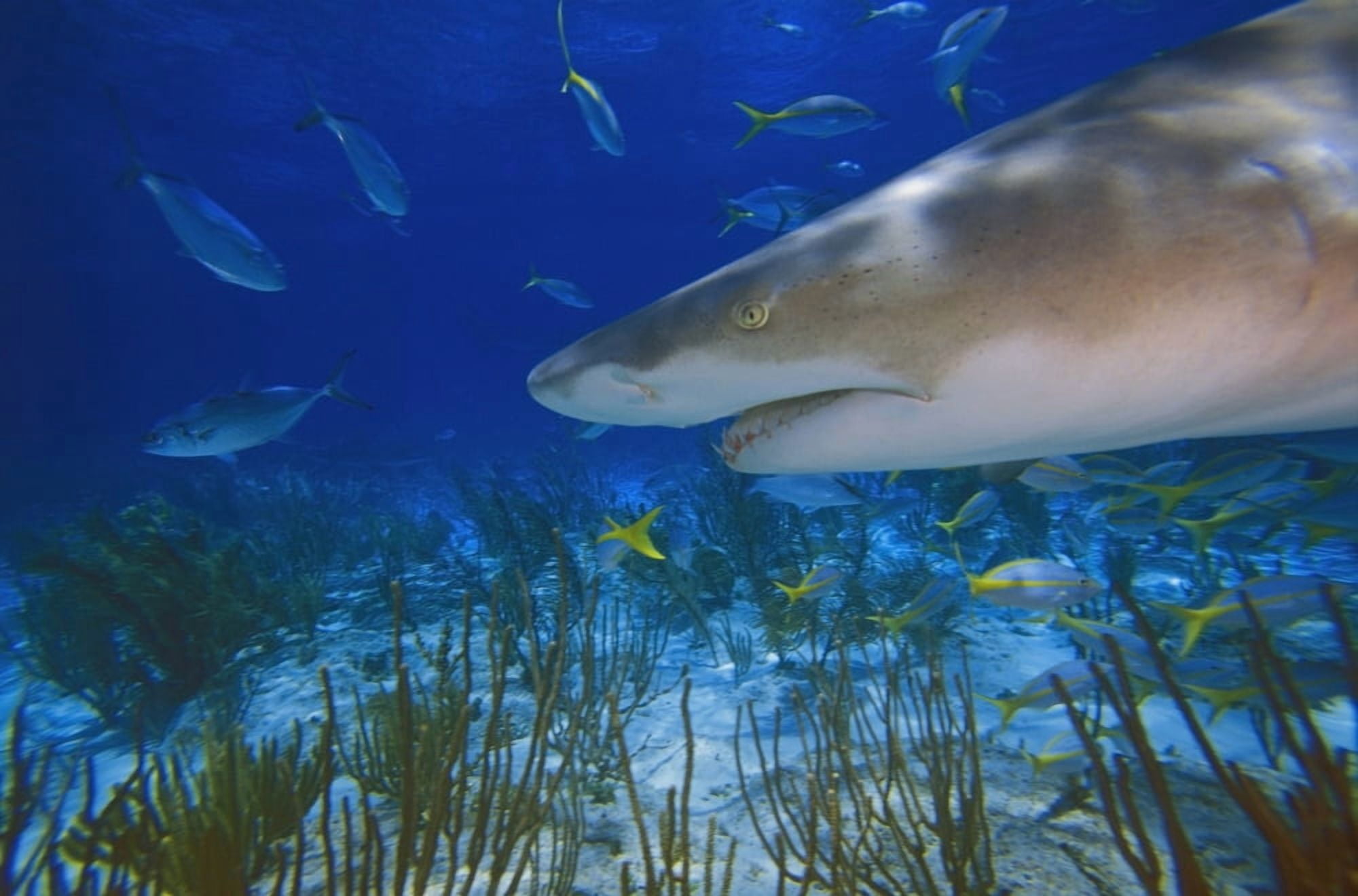 Lemon Shark ( Negaprion Brevirostris ) Canvas Art - Carson Ganci Design Pics (19 x 12)
