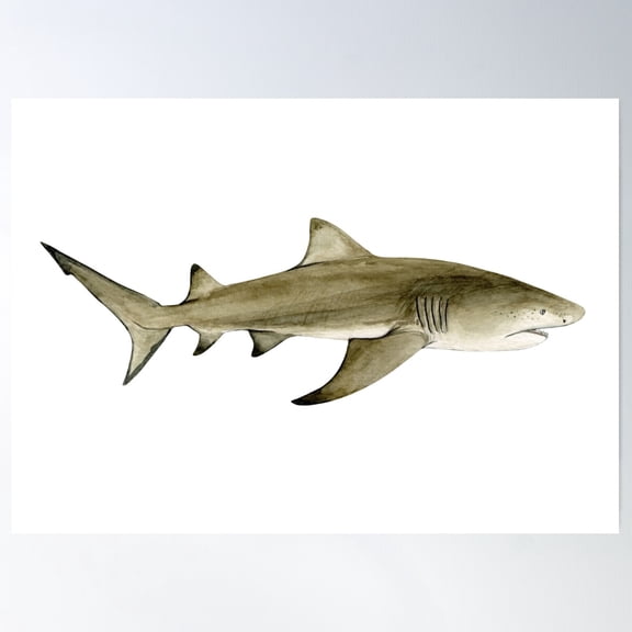 Lemon Shark-Negaprion Brevirostris Poster Wall Art, Modern Wall Decor For Living Room Bedroom, 16x24 UNFRAMED