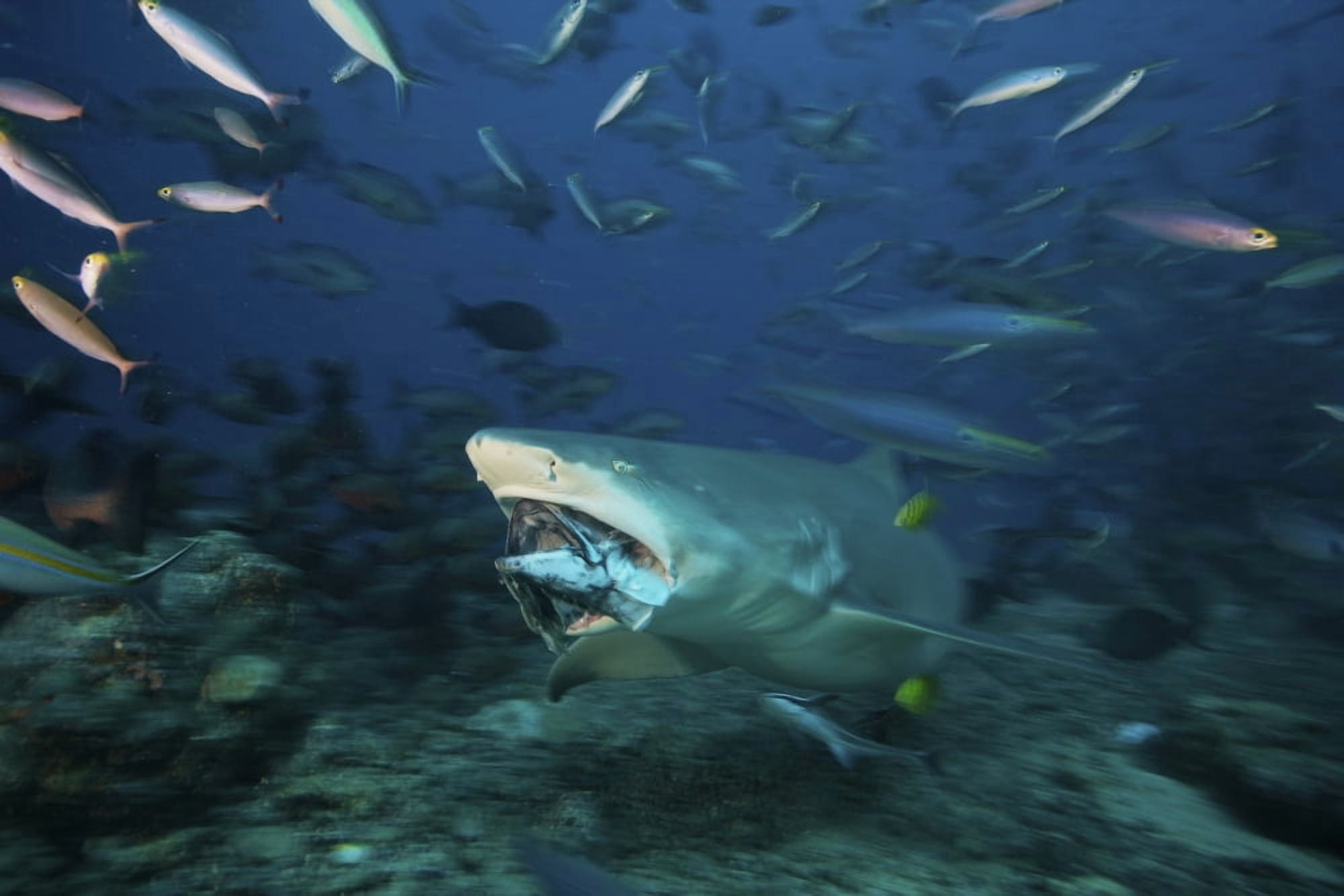 Lemon Shark chomps down on a large tuna head Fiji Canvas Art - Terry MooreStocktrek Images (18 x 12)