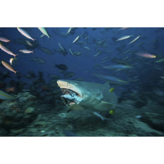 Lemon Shark chomps down on a large tuna head Fiji Canvas Art - Terry MooreStocktrek Images (35 x 23)