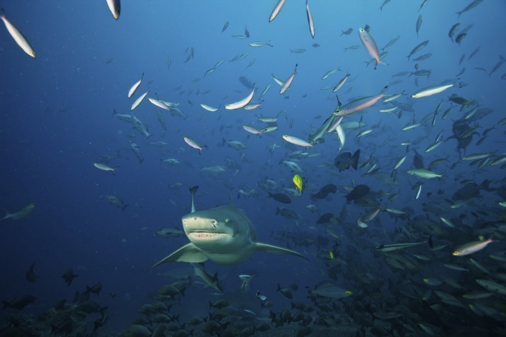 Lemon Shark swims through a school of reef fish Fiji Canvas Art - Terry MooreStocktrek Images (18 x 12)