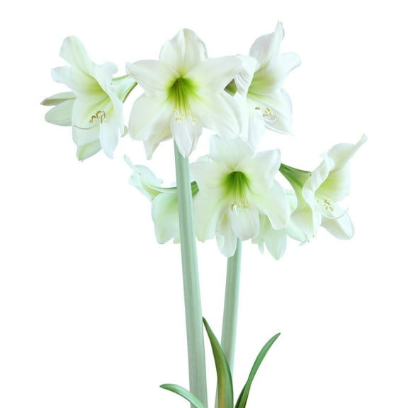 Lemon Sorbet Sonatini Amaryllis - 16-20 cm bulb
