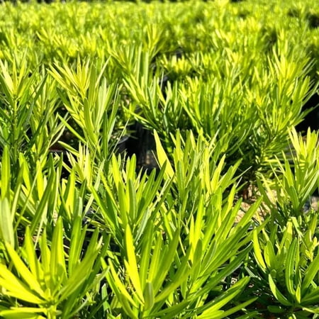 Lemon Sparkler™ Yew Podocarpus - Podocarpus macrophyllus 'Lemon Sparkler’