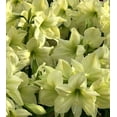 thumbnail image 1 of Lemon Star Amaryllis - Lemon Yellow - 26/28 cm Bulb - Immediate Shipping, 1 of 1