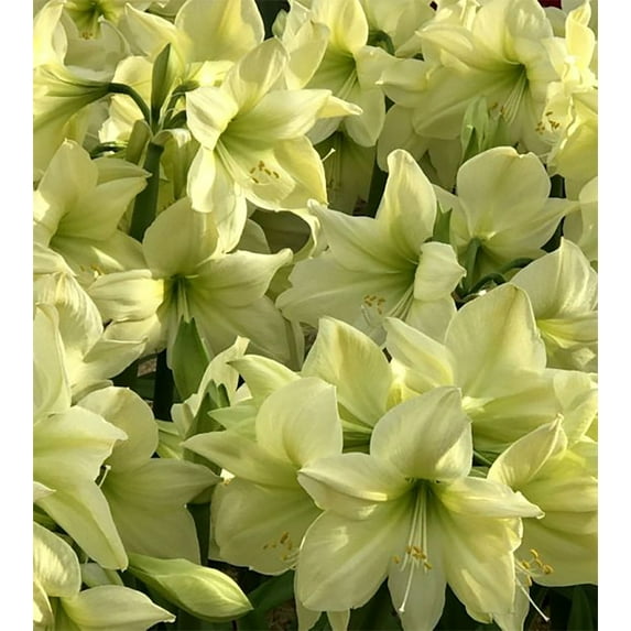 Lemon Star Amaryllis - Lemon Yellow - 26/28 cm Bulb - Immediate Shipping