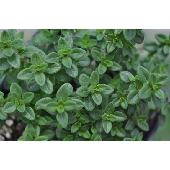 Lemon Thyme Plant - 3" Pot - Smells Like Lemon/Tastes Like Lemon