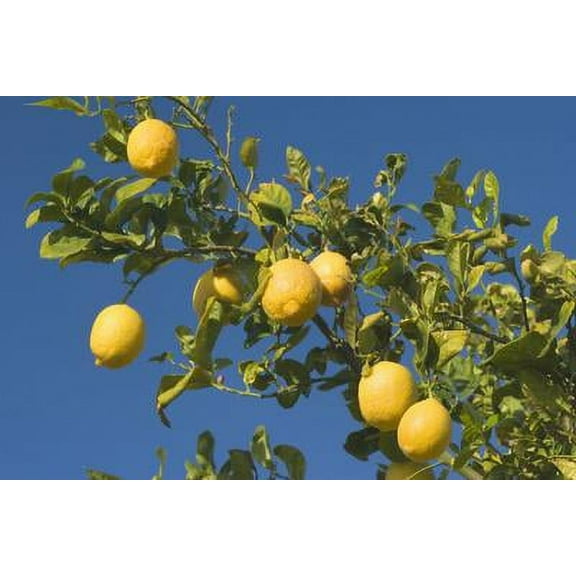 Lemon Tree with Ripe Lemon Fruits Hanging from Branch, Unframed Photographic Print Wall Art