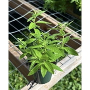 Lemon Verbena Plant | Culinary Herb | Fragrant Lemon Herb | 10- 3.5 inch pots Certified Organic WHOLESALE