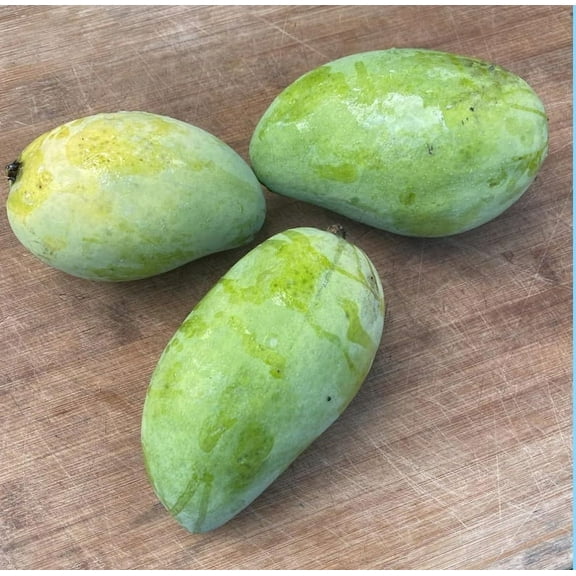 Lemon Zest Mango TREE GRAFTED (2-4 Feet Tall). Ship to all states