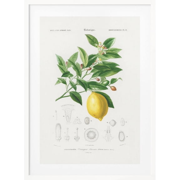 Lemon (citrus Limonium) Framed Art Modern Wall Decor
