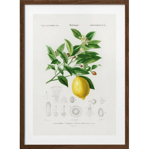 Lemon (citrus Limonium) Framed Art Modern Wall Decor