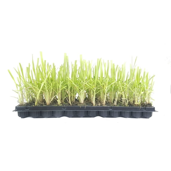 Lemongrass Plant | 20 Live Plants | Cymbopogon Citratus | Low Maintenance Fragrant Edible Herb Grass