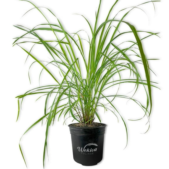 Lemongrass Plant - Live Plant in a 1 Gallon Growers Pot - Cymbopogon Citratus - Beautiful and Decorative Edible Herb for Patio and Garden