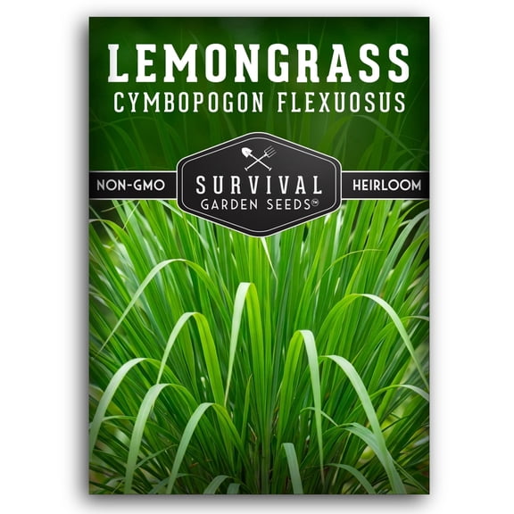 Lemongrass Seeds - Full Sun Annual Herb - 1 Pack