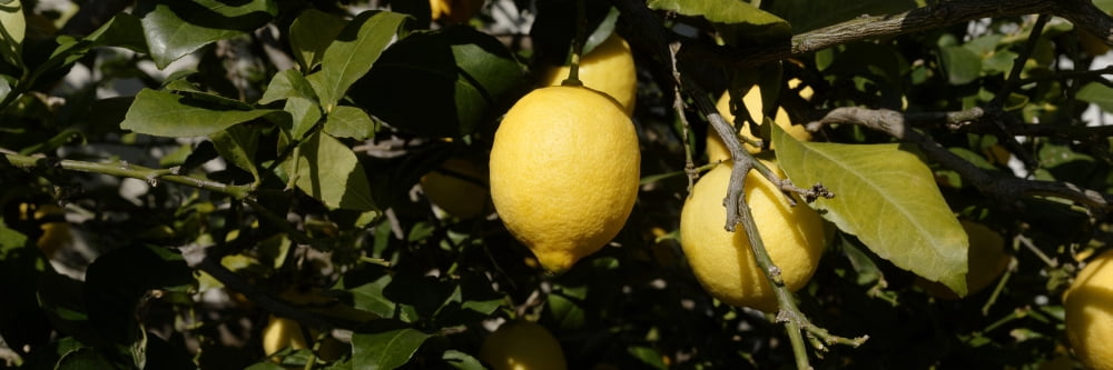 Lemons growing on tree Vinaros Province of Castellon Spain Canvas Art - Panoramic Images (36 x 12)