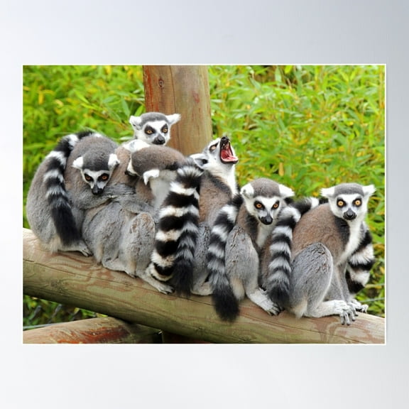 Lemur Bobsleigh Poster Wall Art, Modern Wall Decor For Living Room Bedroom, 8x12 UNFRAMED