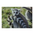 thumbnail image 1 of Lemur Cutting Board, Blurred Backdrop Photo of Ring Tailed Breed Animal with Funny Shocked Expression, Decorative Tempered Glass Cutting and Serving Board, in 3 Sizes, by Ambesonne, 1 of 2