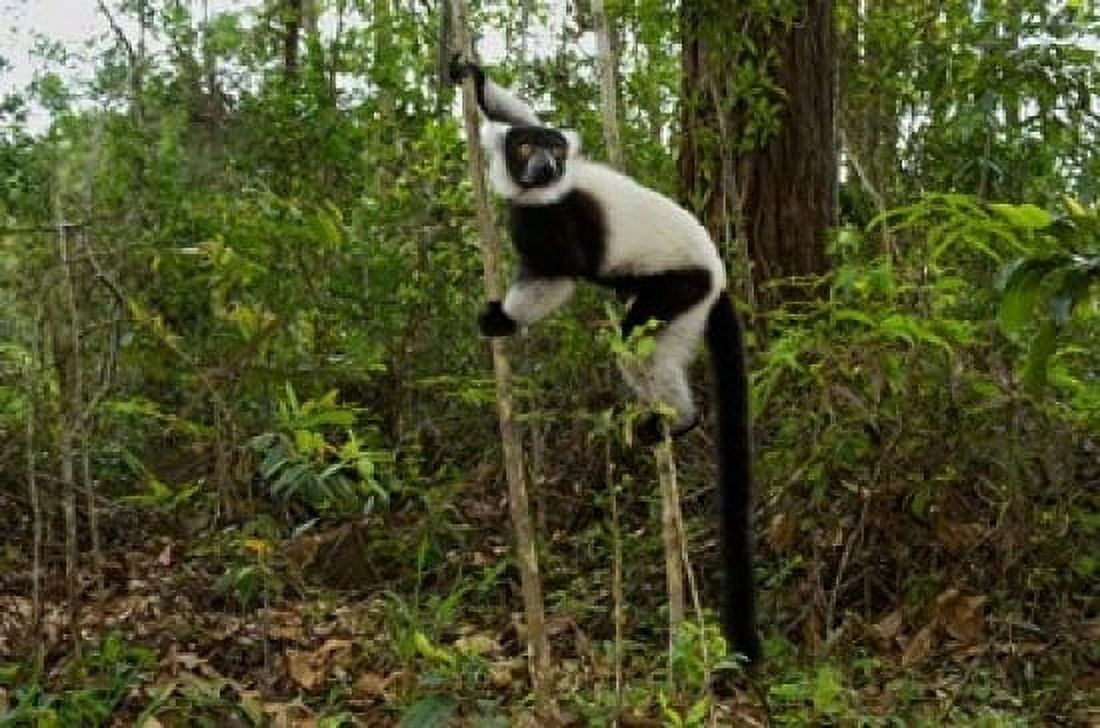 Lemur Madagascar Canvas Art - Andres Morya Hinojosa DanitaDelimont (36 x 24)