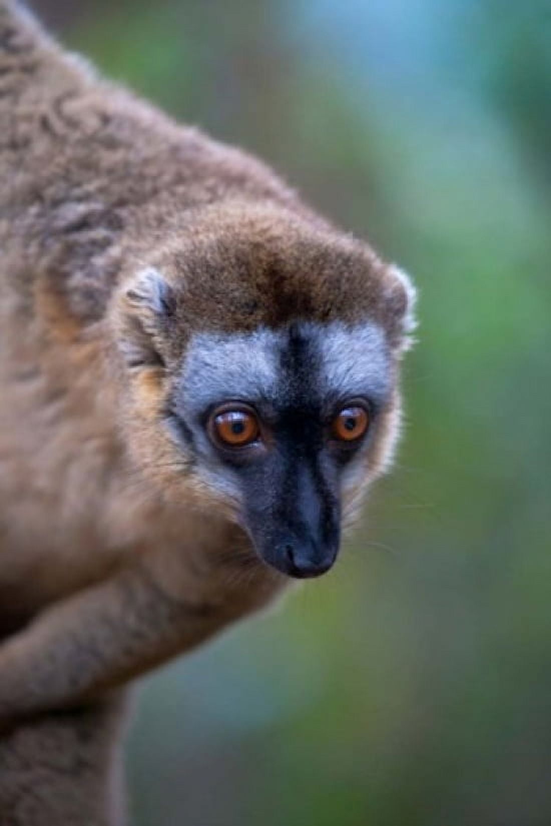 Lemur Perinet Reserve Toamasina Madagascar Canvas Art - Keren Su DanitaDelimont (11 x 17)