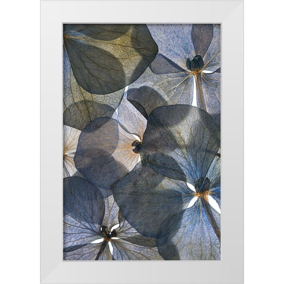 Lenka 11x14 White Modern Wood Framed Museum Art Print Titled - Botanical #26