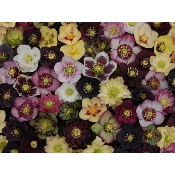 Lenten Rose 20 Seeds for Planting - Helleborus orientalis - Rare Flower