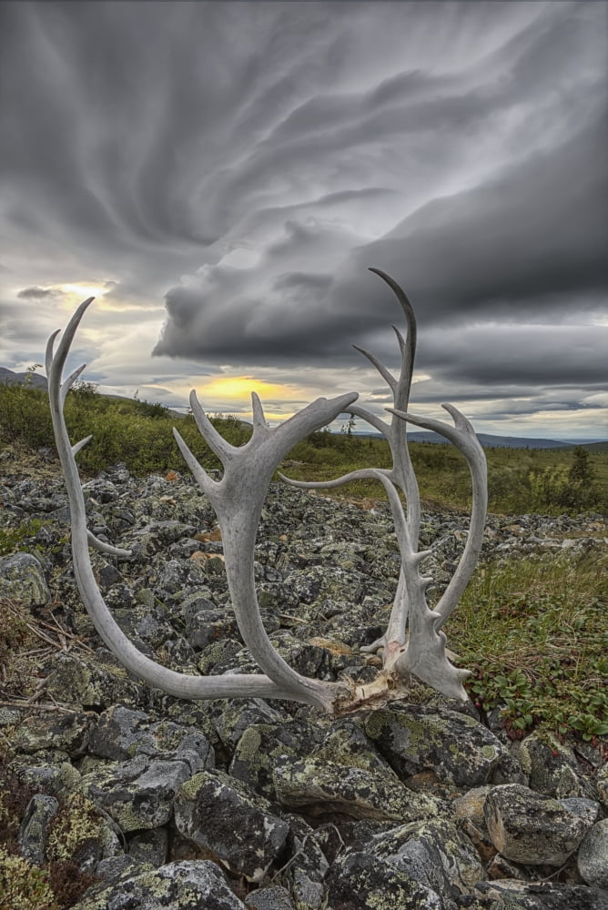 Lenticular clouds form overtop of Crow Mountain while a set of caribou antlers lie on the rocks Old Crow Yukon Canada Canvas Art - Robert Postma Design Pics (24 x 36)