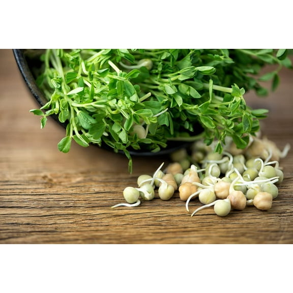 CZ Grain 100 Lentils Sprouts Seeds, Grow Tasty