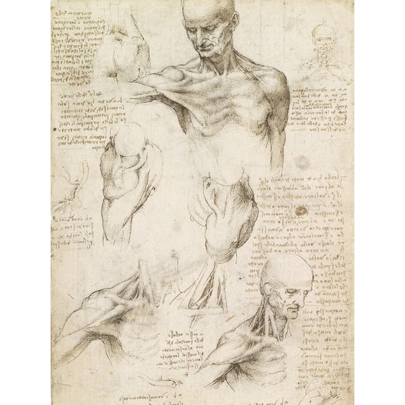 Leonardo Da Vinci Superficial Anatomy Of The Shoulder And Neck Extra Large Art Print Wall Mural Poster Premium XL