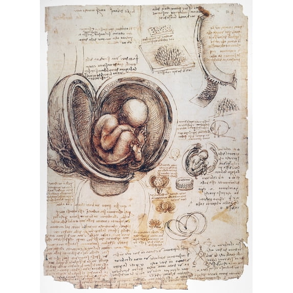 Leonardo: Human Fetus. /Npen And Ink Studies, C1510, By Leonardo Da Vinci Of A Human Fetus. Poster Print by (18 x 24)
