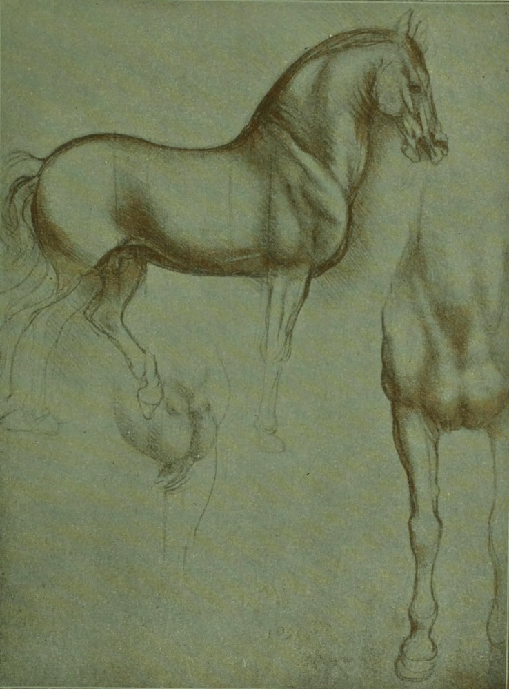 Leonardo da Vinci 1898 Horse study Canvas Art - Leonardo Da Vinci (24 x 36)