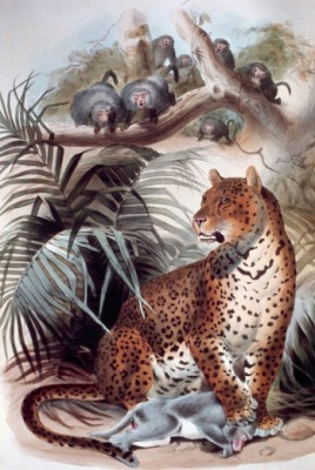 Leopard Artist Unknown Canvas Art - (18 x 24)
