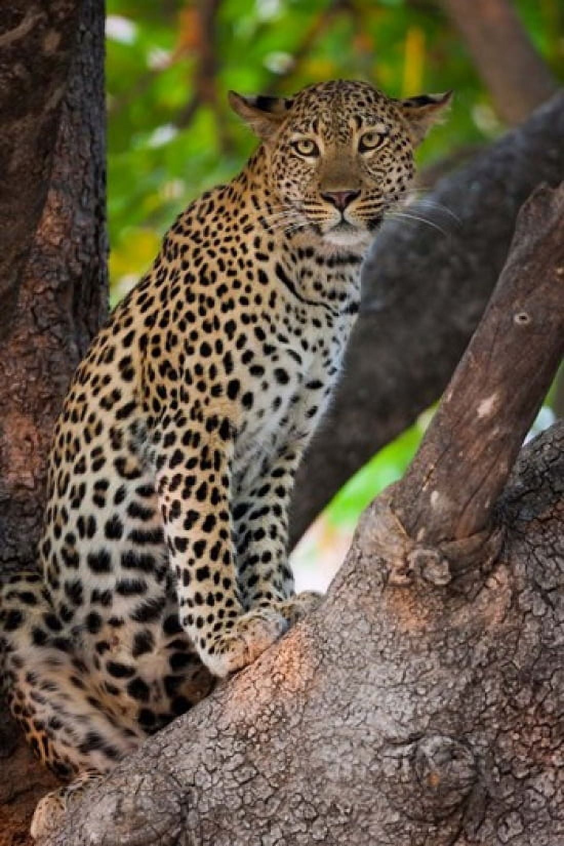 Leopard Botswana Canvas Art - Art Wolfe DanitaDelimont (24 x 35)