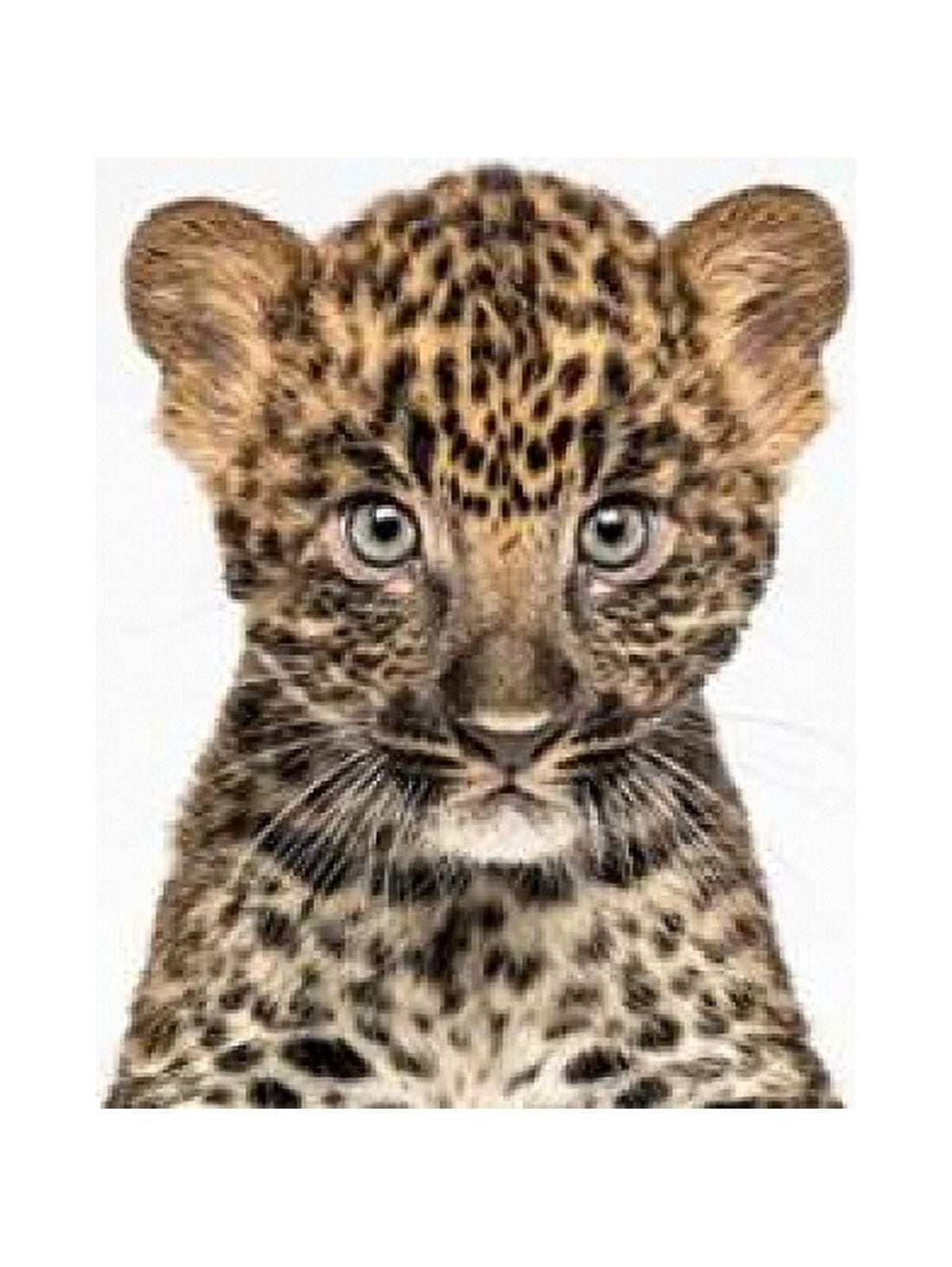 Leopard Canvas Art - Tai Prints (18 x 24)