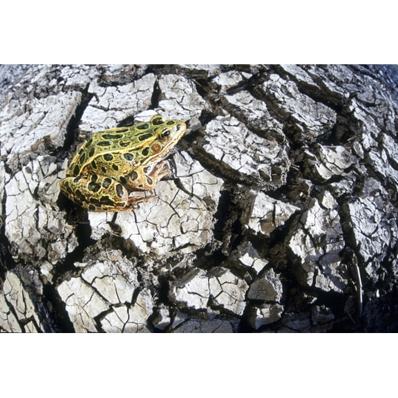 Leopard Frog On Dry Farmland Red River Valley Manitoba Canvas Art - Dave Reede Design Pics (16 x 11)