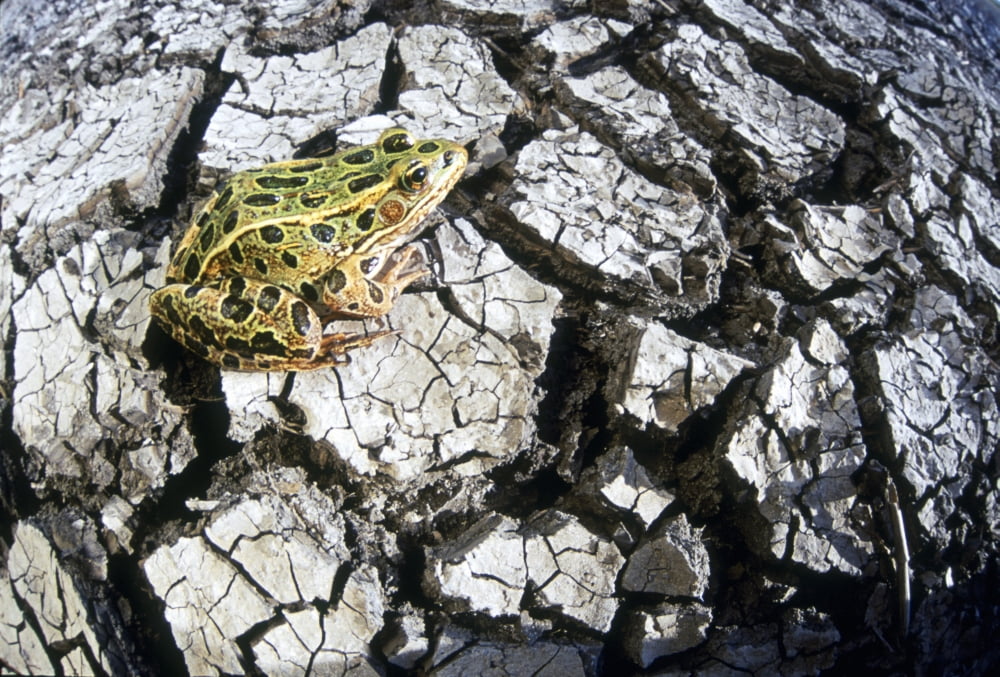 Leopard Frog On Dry Farmland Red River Valley Manitoba Canvas Art - Dave Reede Design Pics (32 x 22)