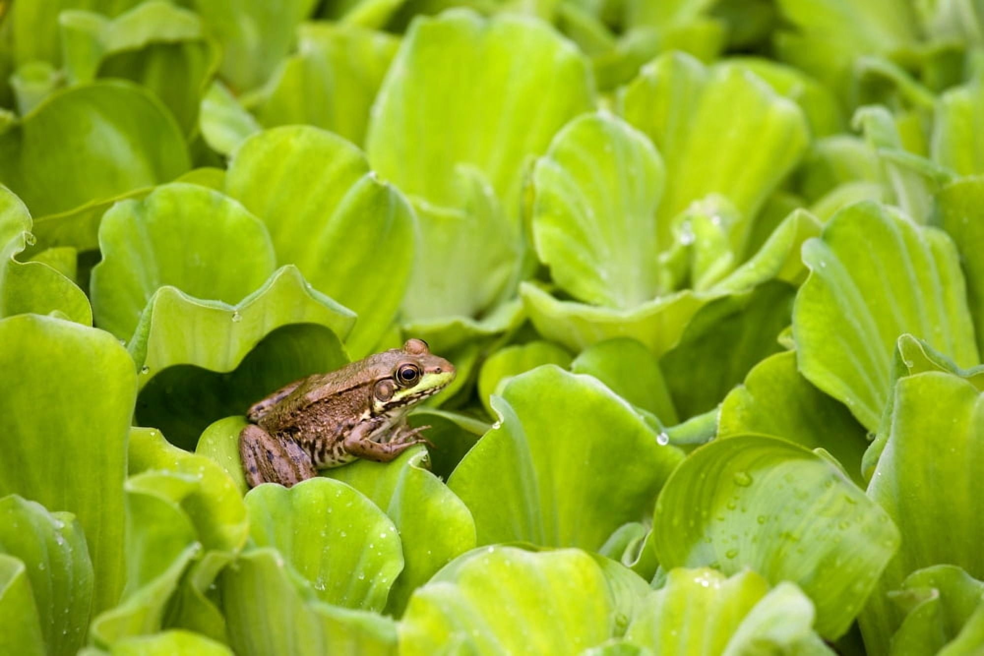 Leopard Frog Perching On Water Lettuce Ontario Canada Canvas Art - Mary Ellen McQuay Design Pics (36 x 24)