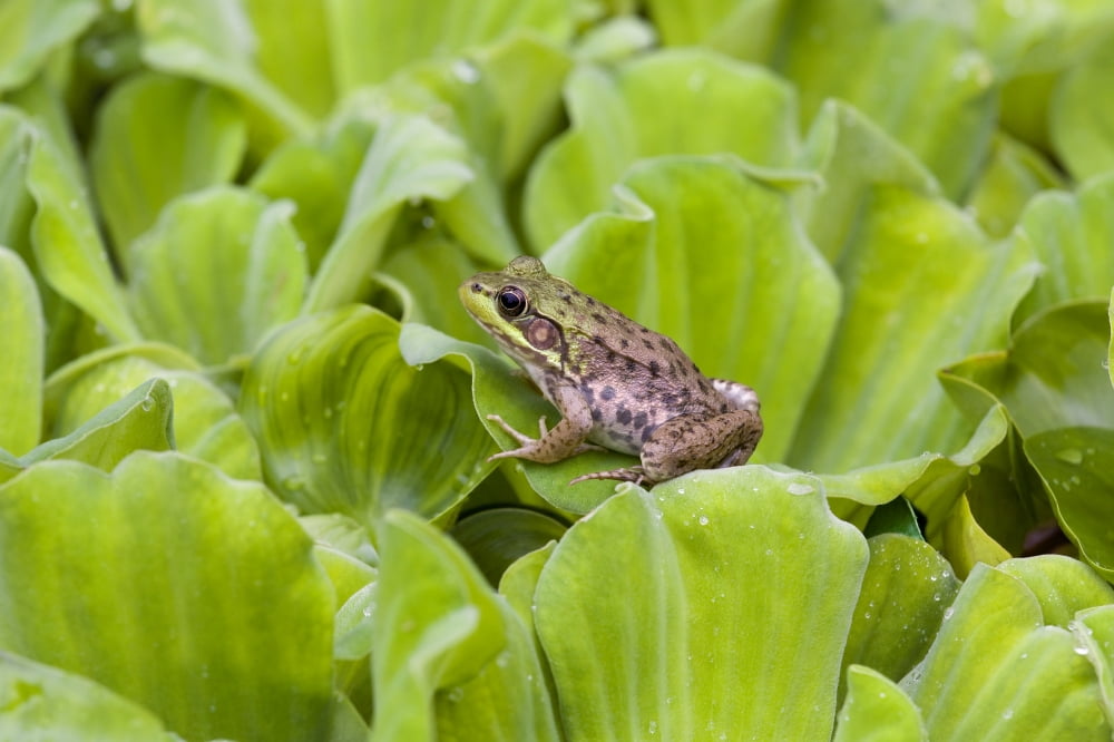 Leopard Frog Resting On Water Lettuce Ontario Canada Canvas Art - Mary Ellen McQuay Design Pics (18 x 12)