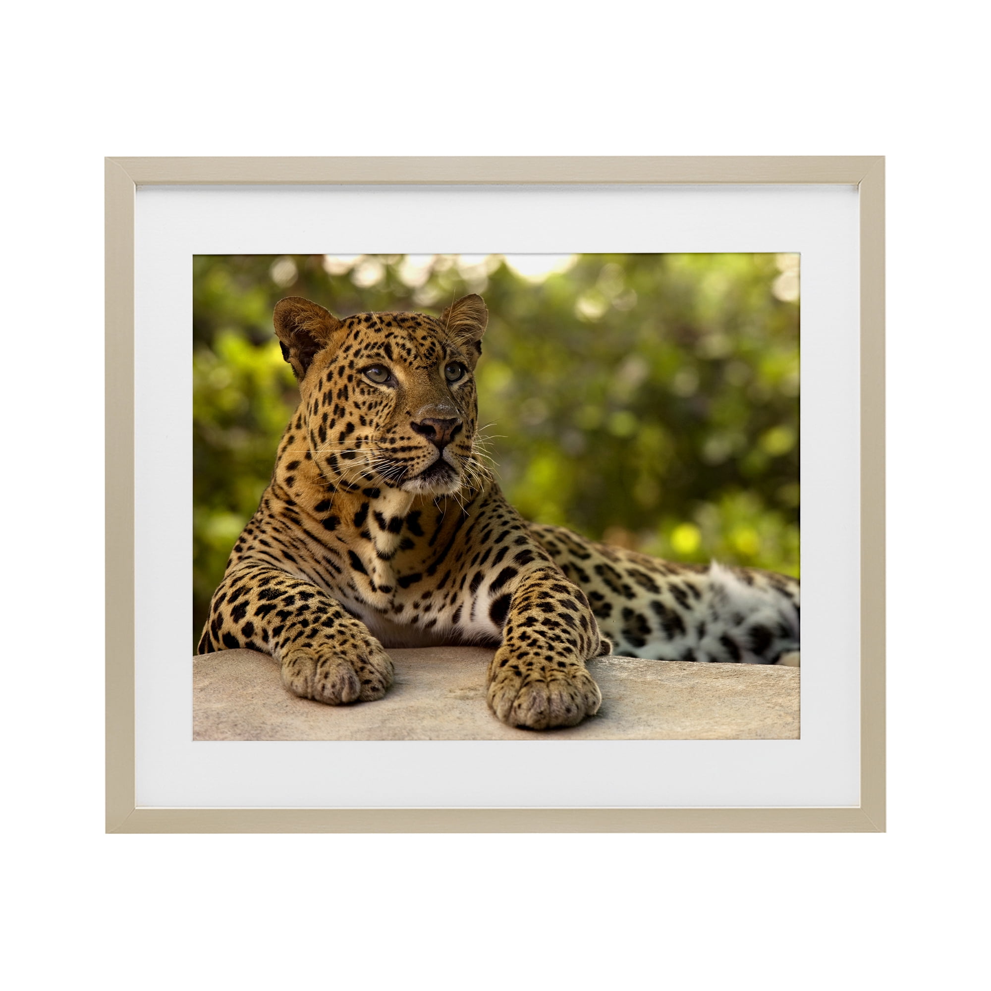 Leopard Gazing Relaxation Birch Framed Print Under Glass, design by MJ Photography