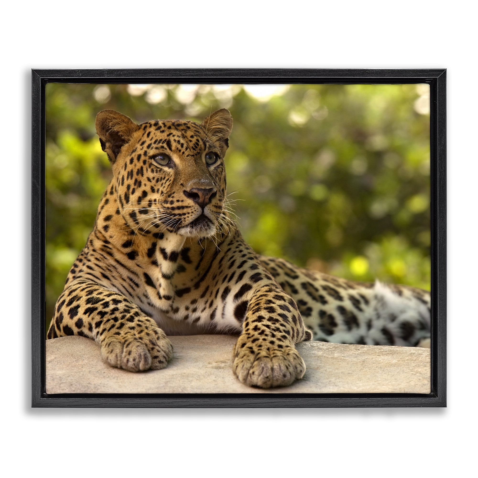Leopard Gazing Relaxation Black Framed Floater Canvas Wall Art, design by MJ Photography