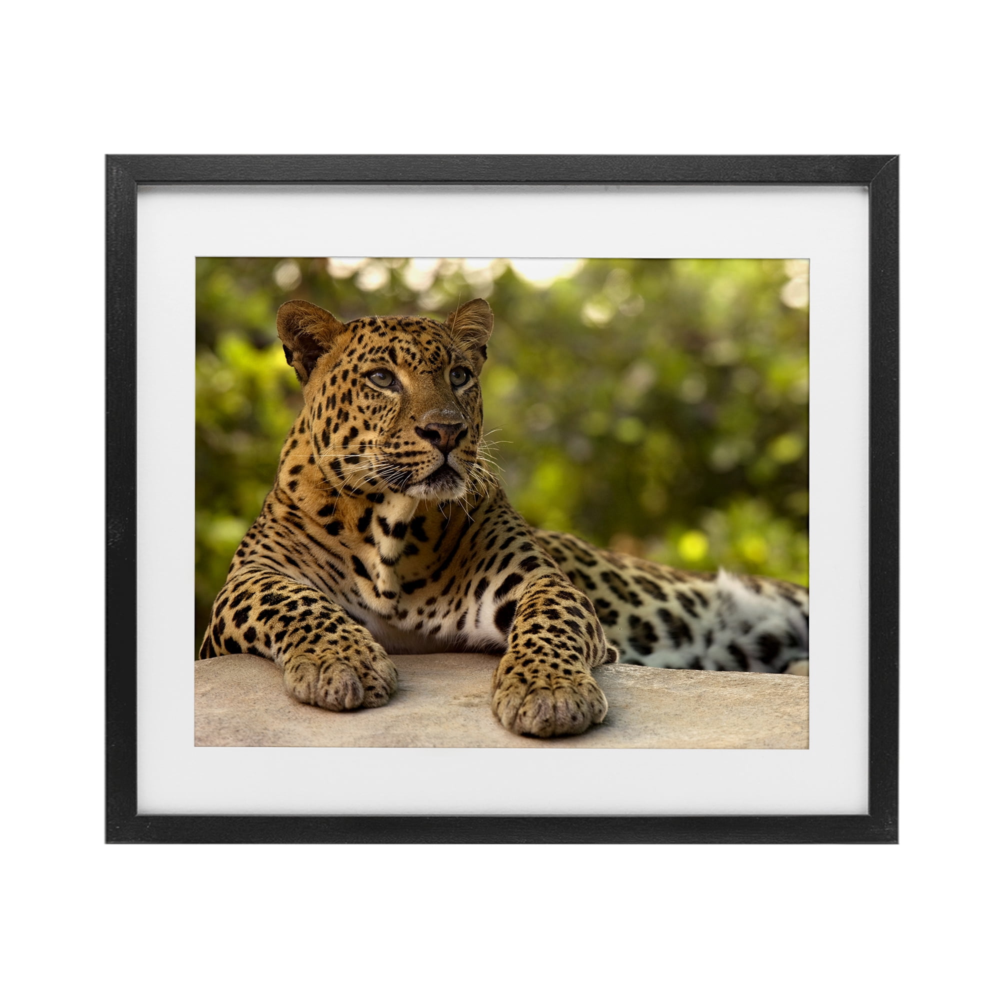 Leopard Gazing Relaxation Black Framed Print Under Glass, design by MJ Photography