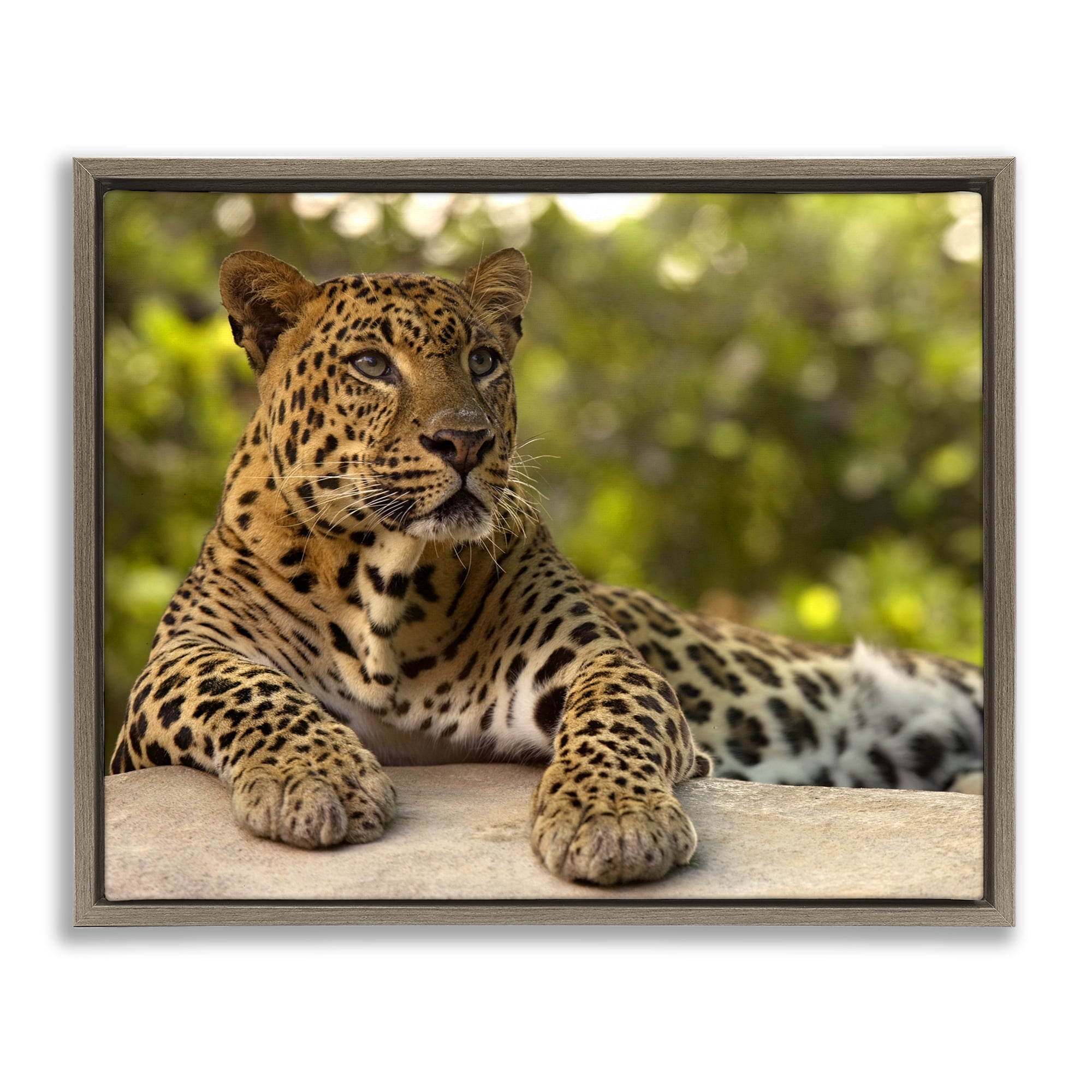 Leopard Gazing Relaxation Brown Framed Floater Canvas Wall Art, design by MJ Photography