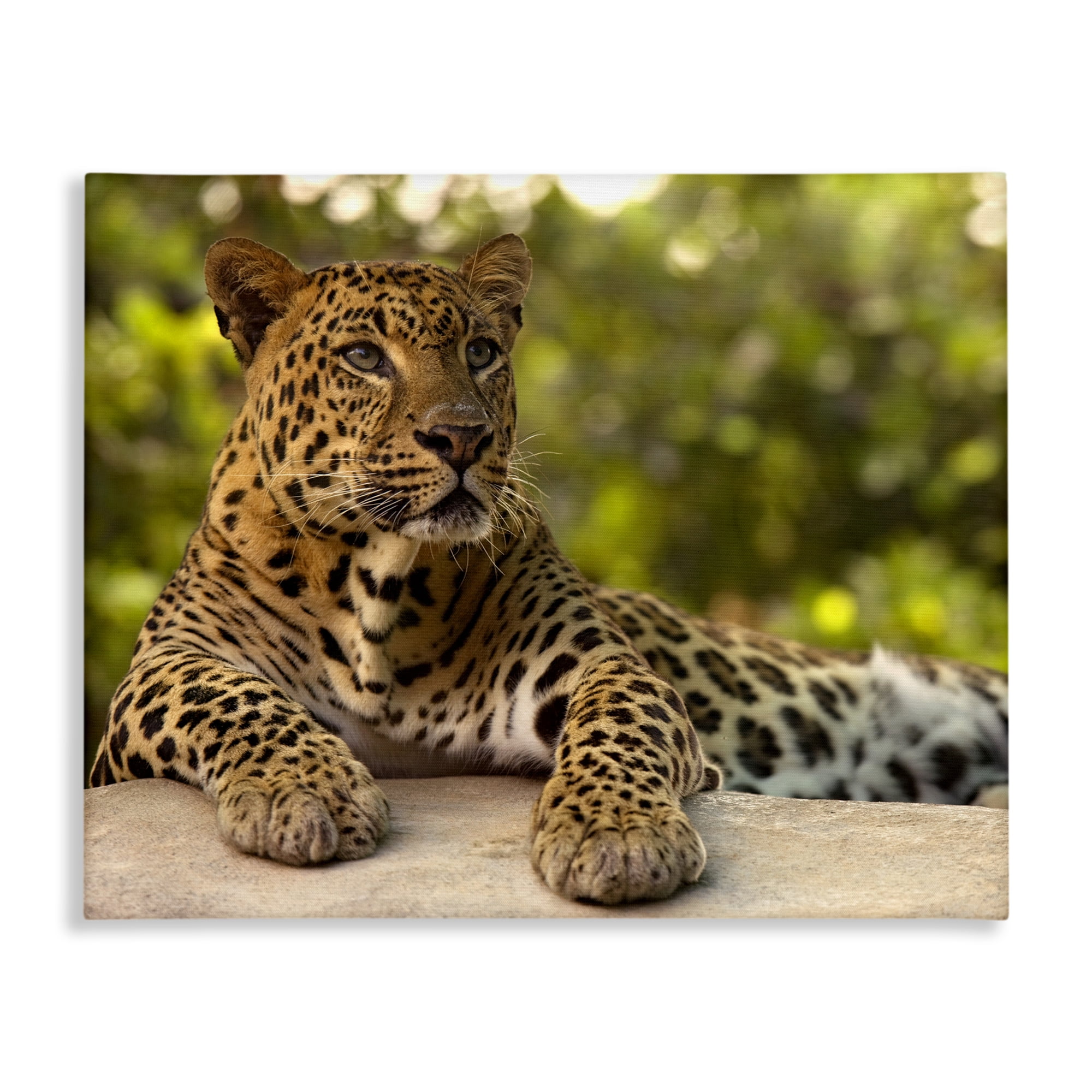 Leopard Gazing Relaxation Canvas Wall Art, design by MJ Photography