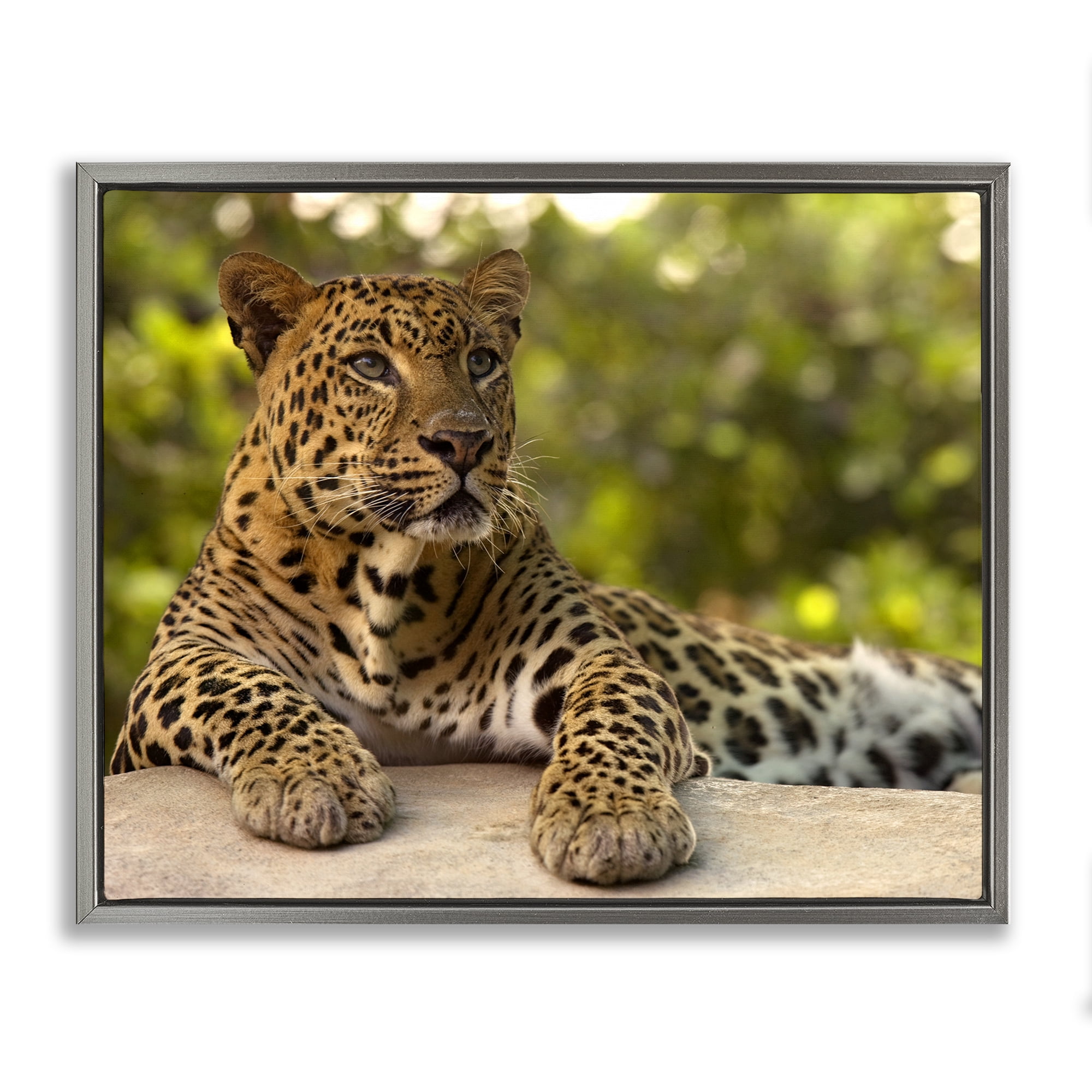 Leopard Gazing Relaxation Gray Framed Floater Canvas Wall Art, design by MJ Photography