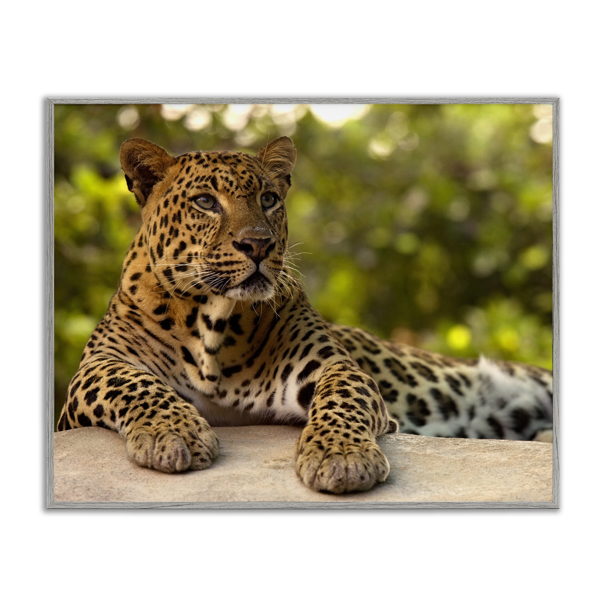 Leopard Gazing Relaxation Gray Framed Giclee Art, design by MJ Photography