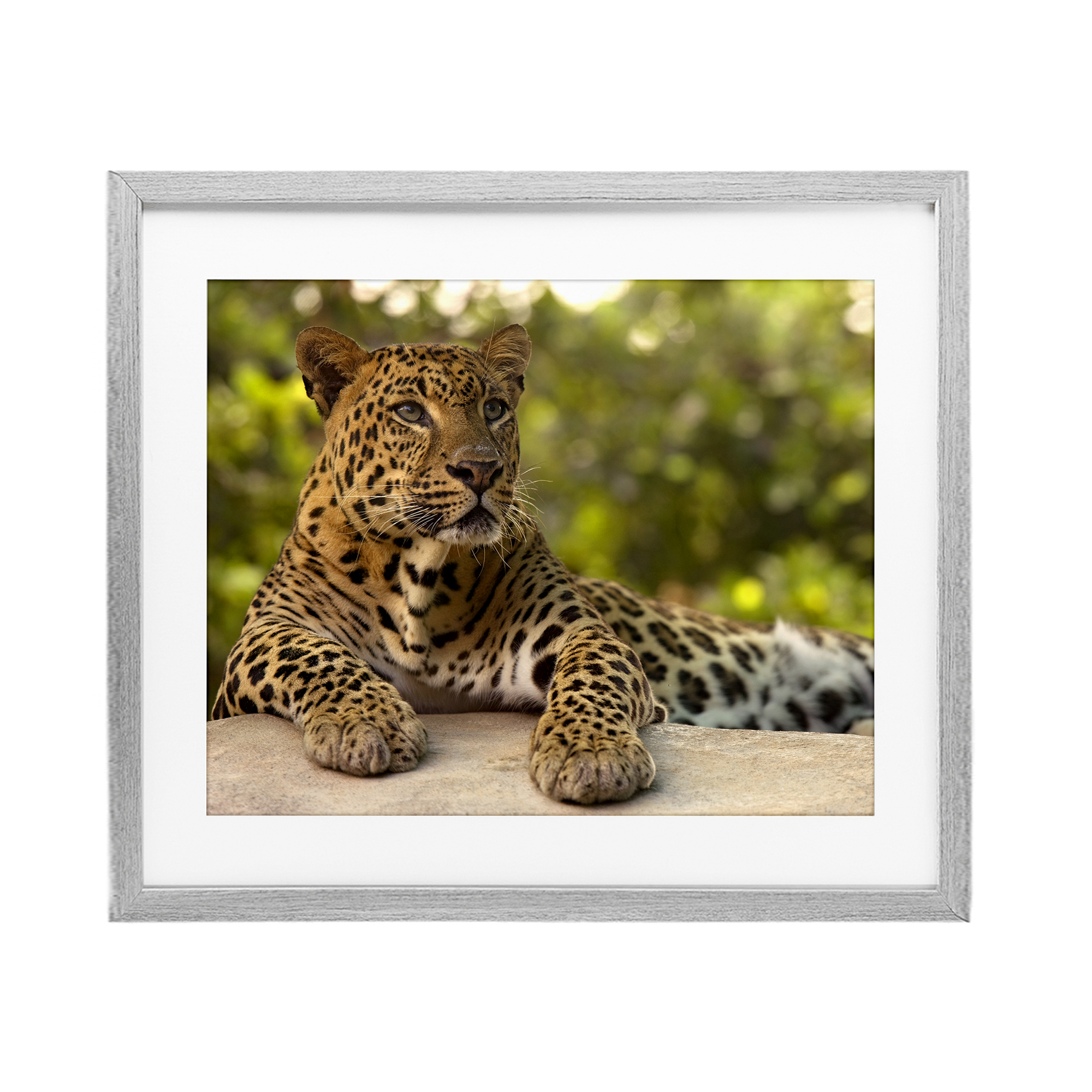Leopard Gazing Relaxation Gray Framed Print Under Glass, design by MJ Photography