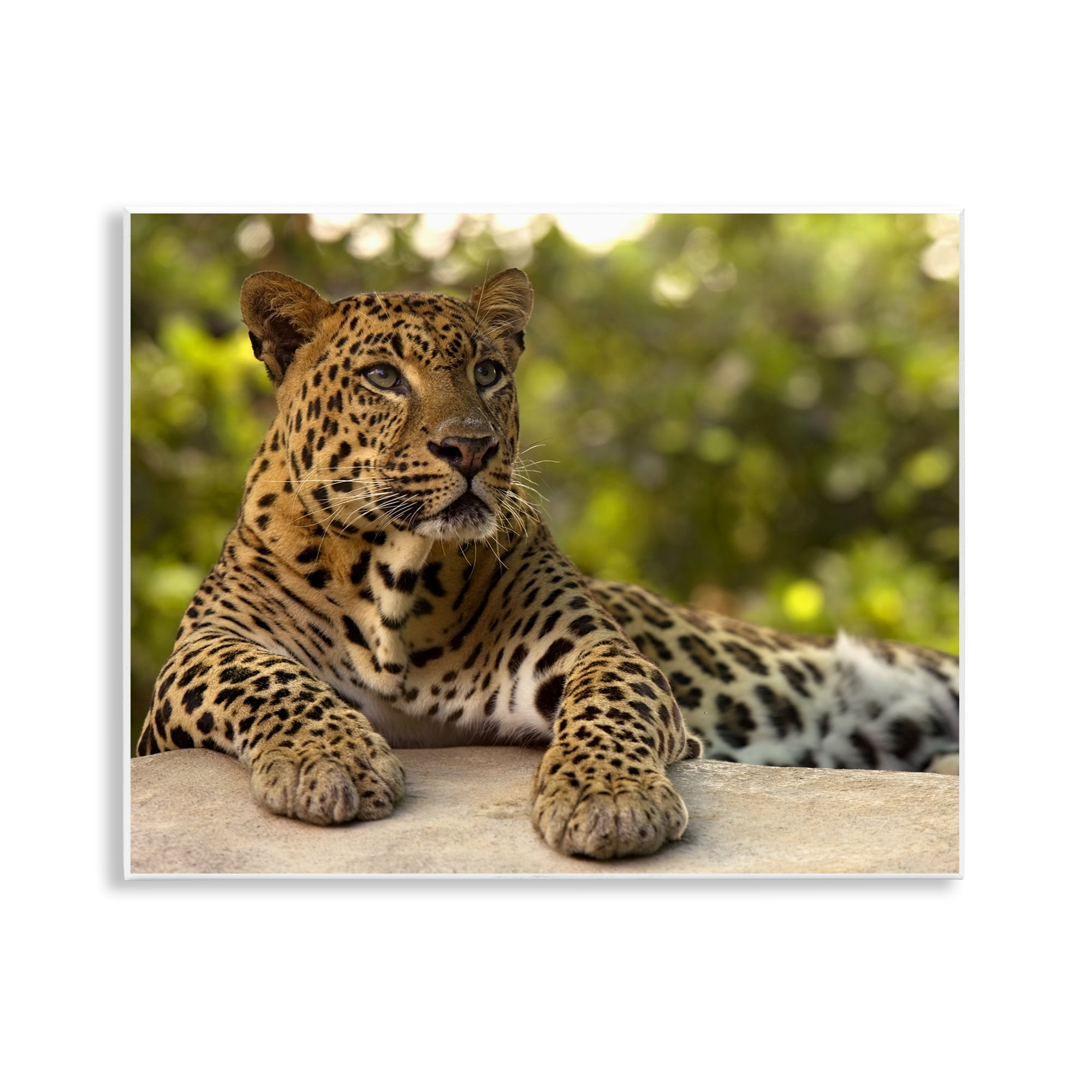 Leopard Gazing Relaxation Wall Plaque Art, design by MJ Photography