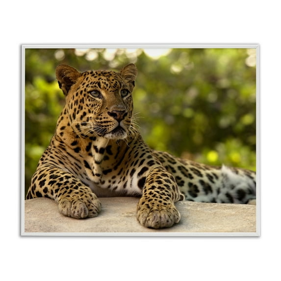 Leopard Gazing Relaxation White Framed Giclee Art, design by MJ Photography