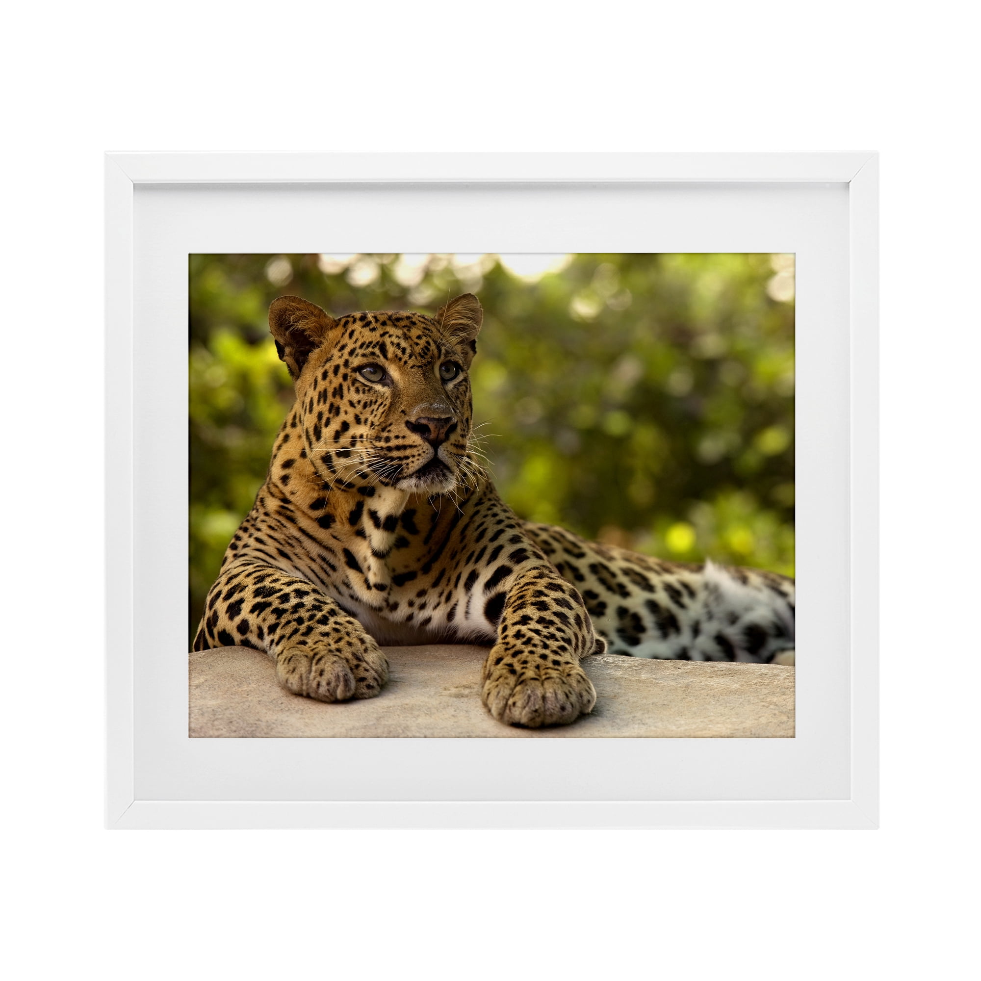 Leopard Gazing Relaxation White Framed Print Under Glass, design by MJ Photography